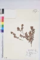 高山越橘藏品圖，第1張