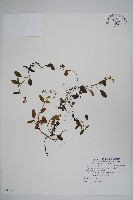 臺北附地草藏品圖，第1張