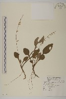 臺灣鬼督郵藏品圖，第1張