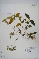 爵床藏品圖，第1張