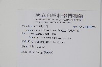 銀脈爵床藏品圖，第2張