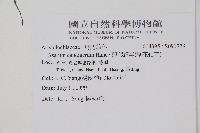 薄葉細辛、尾花細辛藏品圖，第2張