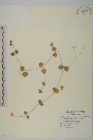 荷蓮豆草、菁芳草藏品圖，第1張