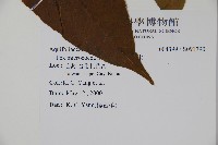 朱紅水木藏品圖，第2張