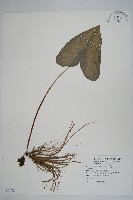 登錄號:S091791藏品圖，第1張