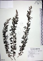 鐵掃帚、千里光藏品圖，第1張