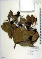 菲律賓厚殼桂藏品圖，第1張