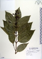 蘭嶼肉桂藏品圖，第1張