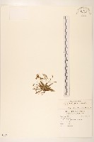 能高刀傷草藏品圖，第1張