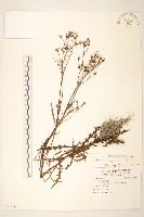 台東黃菀藏品圖，第1張