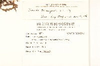 台東黃菀藏品圖，第2張