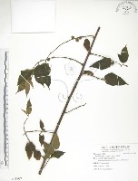 小構樹藏品圖，第1張