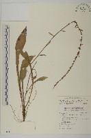 臺灣鬼督郵藏品圖，第1張