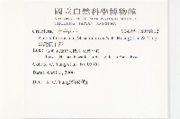 臺灣筷子芥藏品圖，第2張