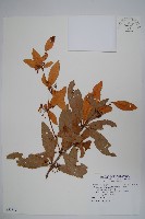 清水山小檗藏品圖，第1張