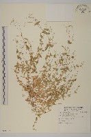 小花繁縷藏品圖，第1張