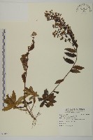 山白蘭藏品圖，第1張