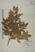 日本賽衛矛、日本假衛矛藏品圖，第1張