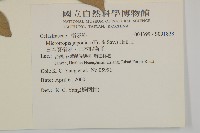 日本賽衛矛、日本假衛矛藏品圖，第2張