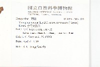 台灣黃鵪菜藏品圖，第2張