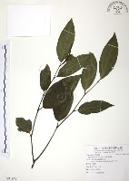 風藤藏品圖，第1張