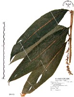 山月桃藏品圖，第1張