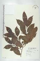 山紅柿藏品圖，第3張