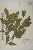 大丁黃藏品圖，第1張