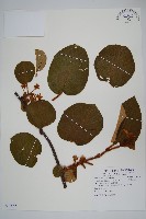 臺灣羊桃藏品圖，第1張