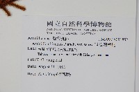 臺灣羊桃藏品圖，第2張