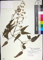 麥氏鐵線蓮藏品圖，第1張