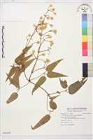 麥氏鐵線蓮藏品圖，第2張