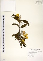 華八仙藏品圖，第1張