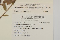 臺灣馬蘭藏品圖，第2張