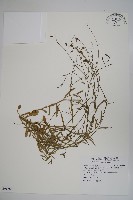 細葉蘭花參藏品圖，第1張