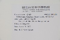 細葉蘭花參藏品圖，第2張