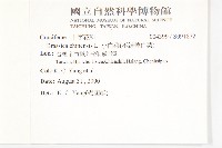 小白菜、不結球白菜藏品圖，第2張