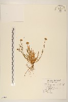 福山氏飛蓬藏品圖，第1張