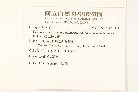 福山氏飛蓬藏品圖，第2張