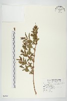 臺灣馬桑藏品圖，第1張