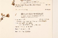 蔓澤蘭藏品圖，第2張