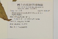 香澤蘭、飛機草藏品圖，第2張