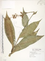 杜若藏品圖，第1張