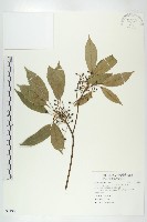 薯豆藏品圖，第1張