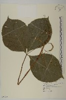 臺灣及己藏品圖，第1張