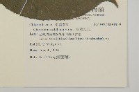 臺灣及己藏品圖，第2張