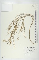 獨行菜藏品圖，第1張