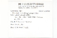 泥胡菜藏品圖，第2張