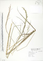 吳氏雀稗藏品圖，第1張