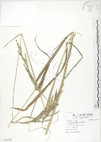 吳氏雀稗藏品圖，第1張